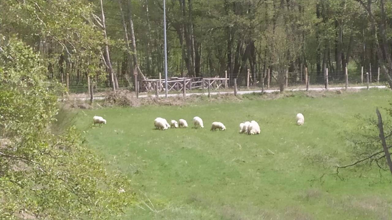 Abete Bianco Villa Serra San Bruno Esterno foto