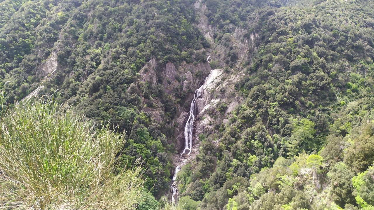 Abete Bianco Villa Serra San Bruno Esterno foto