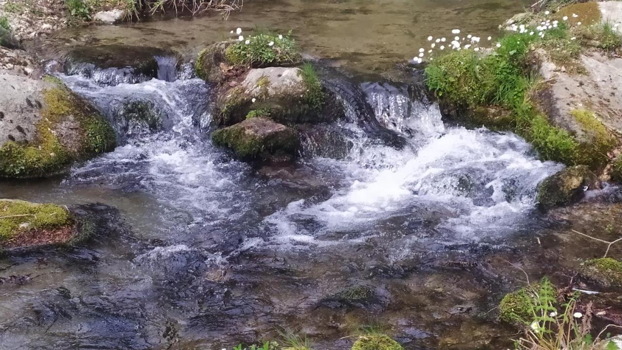 Abete Bianco Villa Serra San Bruno Esterno foto