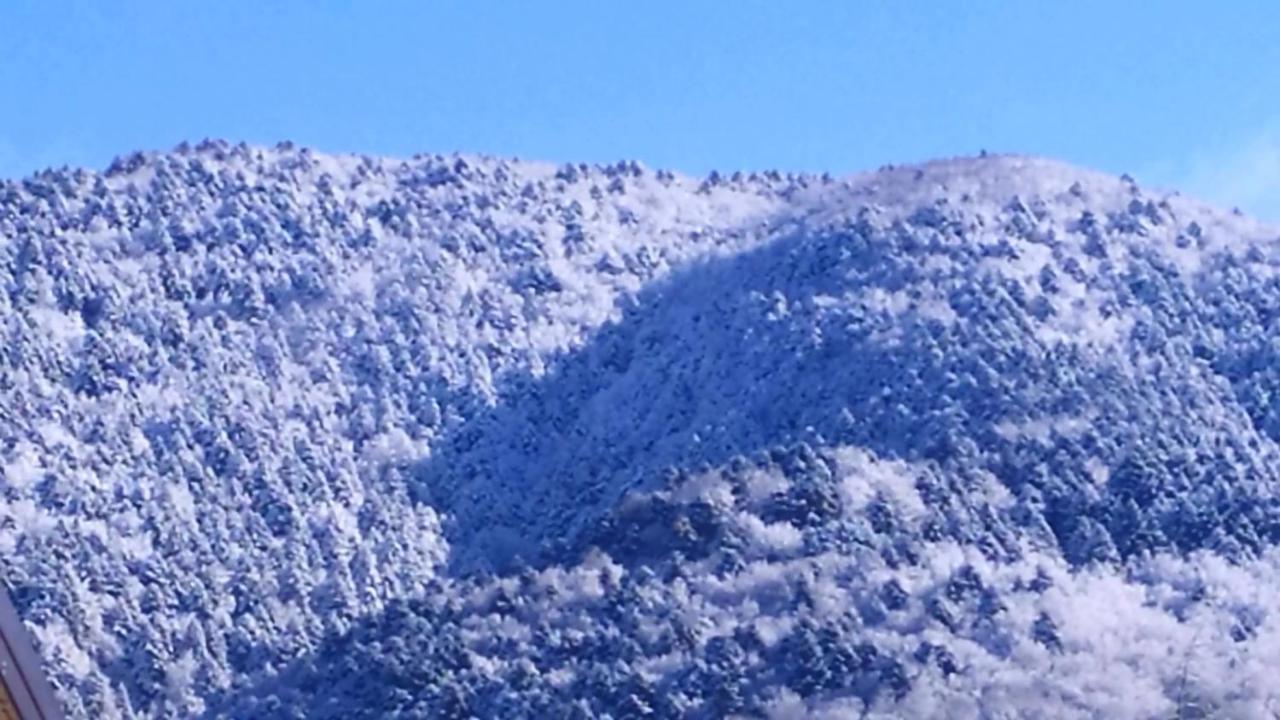 Abete Bianco Villa Serra San Bruno Esterno foto