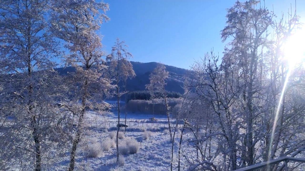 Abete Bianco Villa Serra San Bruno Esterno foto