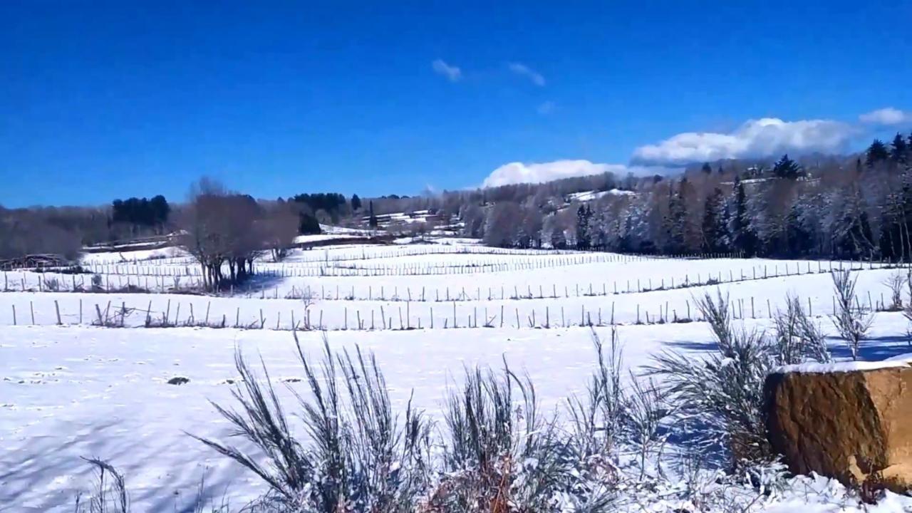 Abete Bianco Villa Serra San Bruno Esterno foto