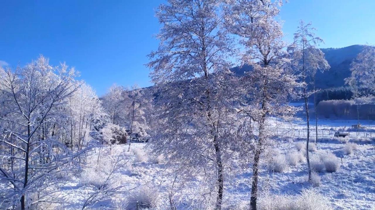 Abete Bianco Villa Serra San Bruno Esterno foto