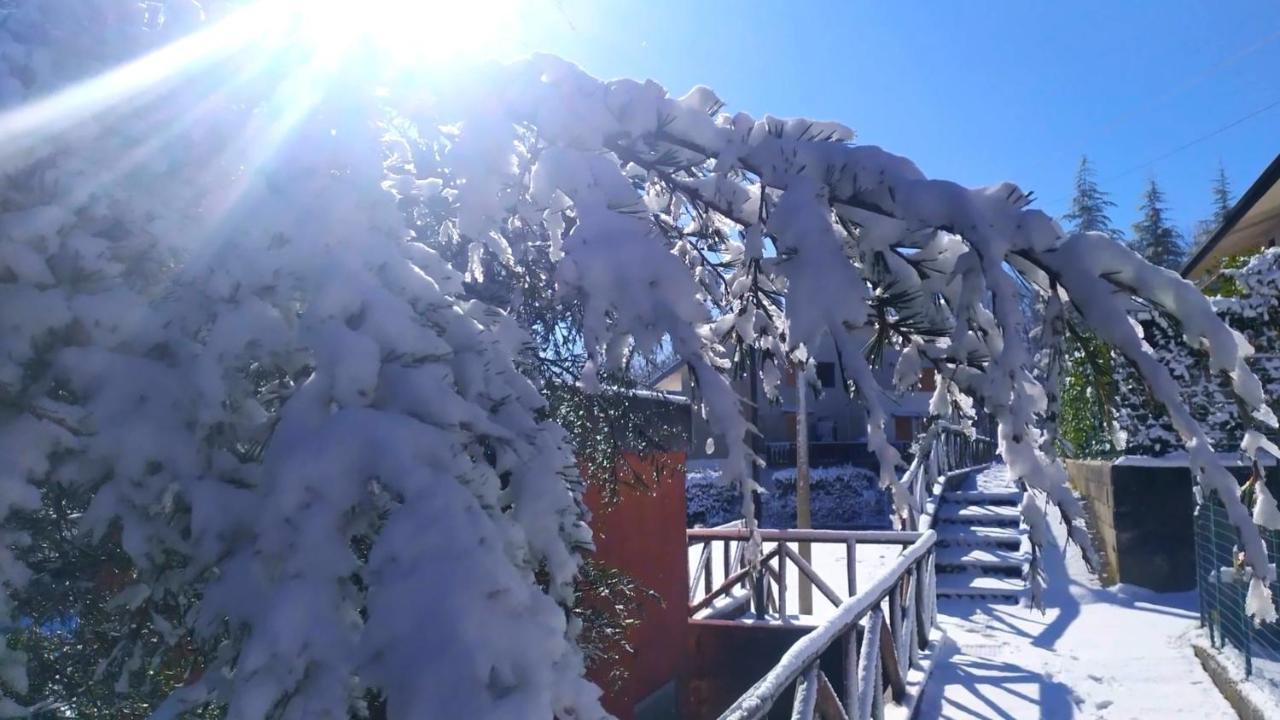 Abete Bianco Villa Serra San Bruno Esterno foto